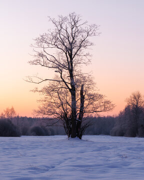 View of a lone tree in a snow-covered field at sunset in Kampinos National Park, Mazowieckie, Poland.