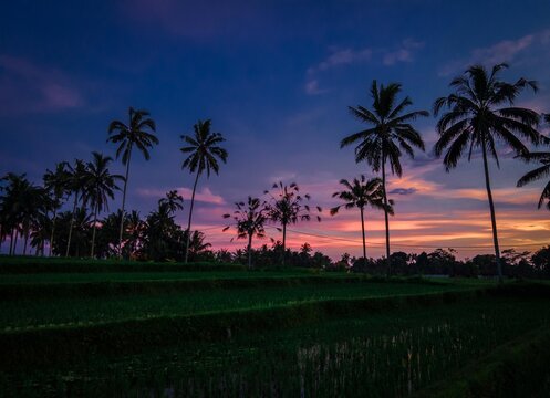 Aerial view of silhouetted palm trees and terraced rice fields under a colorful sunset sky in Ubud, Bali, Indonesia.