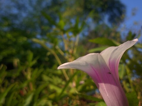 White ipomoea aquatica flower blooming facing up against blue sky and green trees background