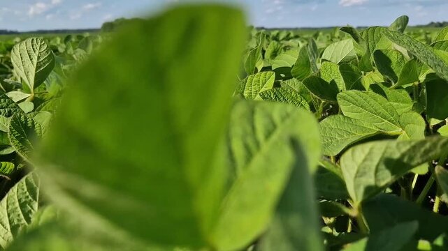 Fresh green soybean shoots growing in open ground.  Young soybean shoots in an agricultural field close-up. Camera movement among young soybean leaves. Green soybean field, selective focus