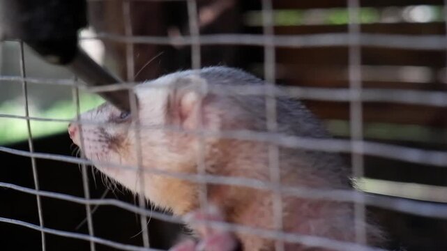 Small domestic ferret in a metal cage drinking water from a sipper bottle, showing its tiny teeth