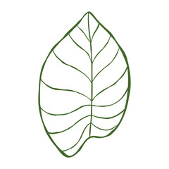 Hand-drawn line illustration of philodendron leaf isolated on a white background. Vector clip art for flower shop logo, botanical design, or poster. Plant outline drawing. © Seja_aka_Lita