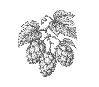 Hop cones and leaves on a branch. Vintage woodcut engraving style vector illustration.