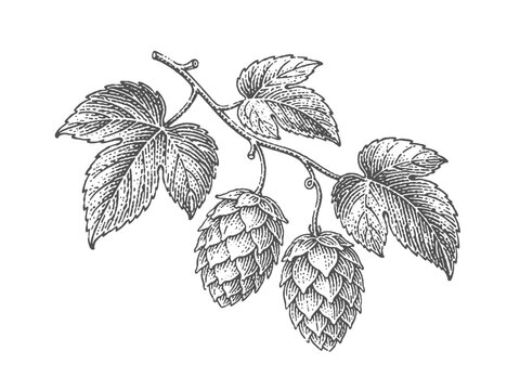 Hop cones and leaves on a branch. Vintage woodcut engraving style vector illustration.