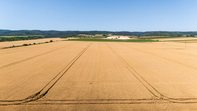 Aerial view of a vast golden wheat field with tractor tracks under a clear blue sky with rolling hills and white mounds in the distance Sremska Mitrovica, Serbia.