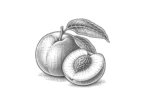 Whole peach and a halved peach with leaves. Vintage woodcut engraving style vector illustration.
