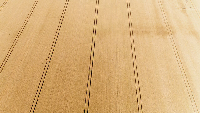 Aerial view of a golden wheat field with parallel tractor tracks under bright sunlight Sremska Mitrovica, Serbia.