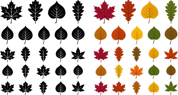 Collection of autumn and summer tree leaves in black silhouette and colorful flat vector graphic design elements