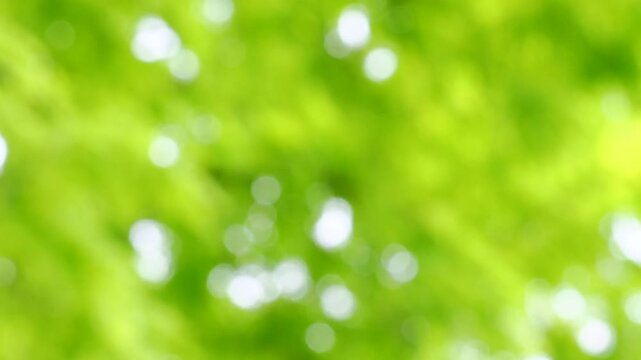 木漏れ日の玉ボケ。風邪で揺れる新緑の葉っぱの様子。爽やかな木陰の風景。