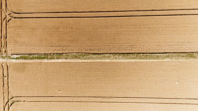 Aerial view of golden wheat fields with horizontal tractor tracks and a thin green strip of vegetation Sremska Mitrovica, Serbia.