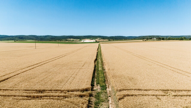 Aerial view of vast golden wheat fields with a central dirt track leading towards distant green hills under a clear blue sky Sremska Mitrovica, Serbia.