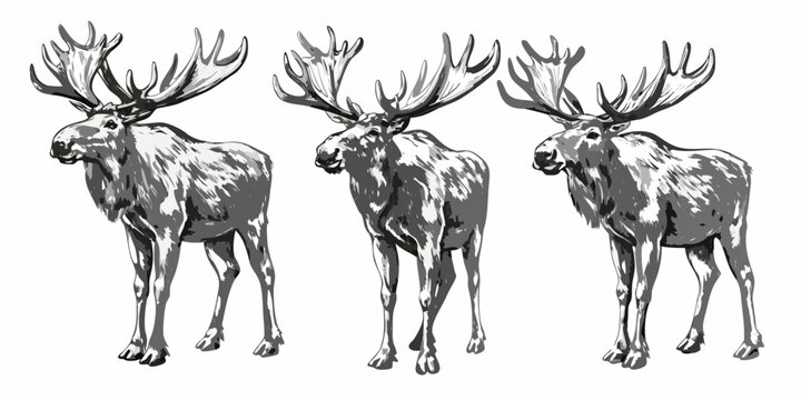 Three Moose Sketches Detailed Pen And Ink Style On White Background