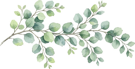 Obraz premium Watercolor eucalyptus branch with green leaves isolated on white background for wedding stationery and floral design projects