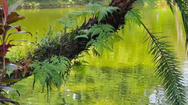 tropical jungle in the lake