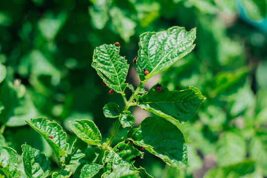 Colorado potato beetle - Leptinotarsa decemlineata on potato bushes. Pest of plants and agriculture. Treatment with pesticides. Insects are pests that damage plants.