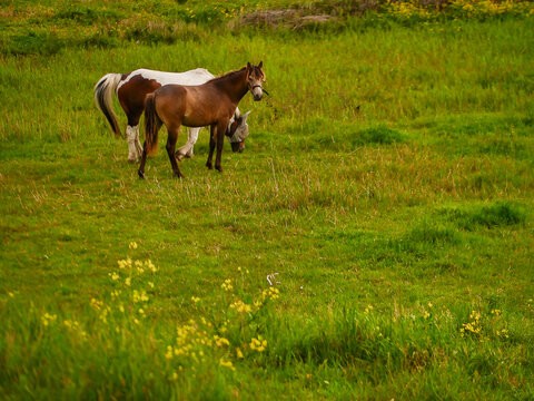 Two young horses grazing in a sunlit meadow. Tall green grass with yellow wildflowers around. Horses have brown and white coats. Scene appears calm and natural