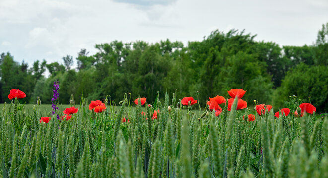 Red poppies blooming in a green wheat field with forest background under a cloudy sky. Rural summer landscape, wildflowers in agricultural countryside nature scene