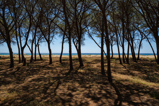 View of Spiaggia Osalla di Orosei with pine trees casting shadows on the ground and the blue sea in the background, Orosei, Sardegna, Italy.