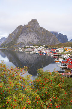 View of the iconic Lofoten mountains reflecting in the calm water with traditional red houses and vibrant rowan berries in the foreground in Svolvaer, Nordland, Norway.