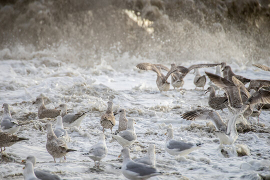 View of seagulls gathered on the shoreline amidst churning foam and sand during a beach nourishment project in Vejlby, Denmark.