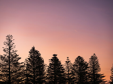 View of silhouetted Norfolk Island pine trees against a vibrant pink and orange sunset sky at Middleton Beach, Western Australia, Australia.