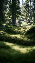 Obraz premium Serene forest landscape bathed in gentle sunlight a tranquil escape into nature’s embrace