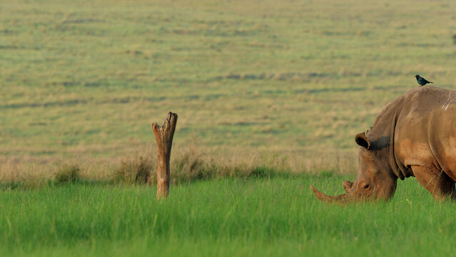 View of a rhinoceros grazing in Welgevonden Game Reserve with a bird on its back and a tree stump nearby in Waterberg District Municipality, Limpopo, South Africa.