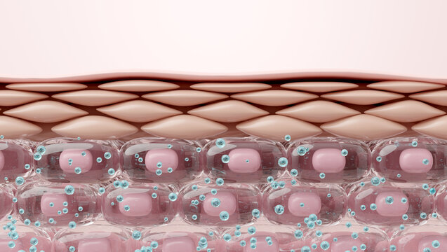 Healthy Skin Layer Cross Section with Plump Hydrated Cells Retaining Moisture. 3D render