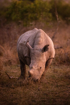 View of a white rhinoceros grazing on dry grass in the savanna during golden hour in Kruger Park, Mpumalanga, South Africa.