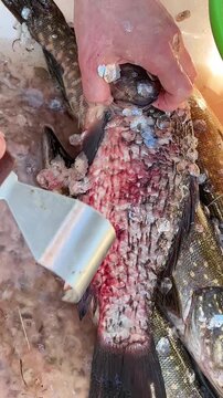 Male hands cleaning freshly caught river fish, including carp and perch. Preparing fish for cooking after a fishing trip. Fresh food, traditional cuisine, and recreational fishing concept.