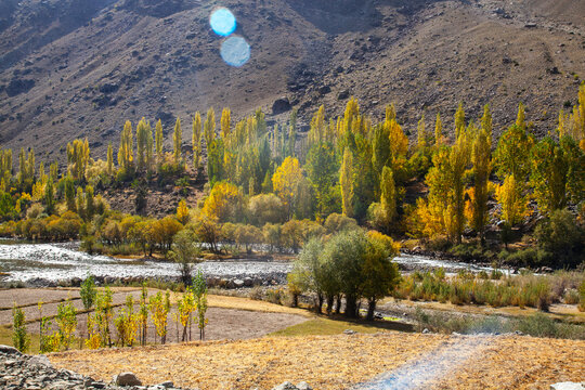 View of the autumn foliage in Astore Valley with yellow poplar trees along the riverbank and rugged mountain slopes in Astore, Gilgit, Pakistan.