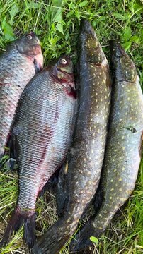 Freshly caught pike, carp, and perch lying on green grass after fishing. Concept of recreational angling, freshwater fish catch, outdoor leisure, and traditional fishing activities.