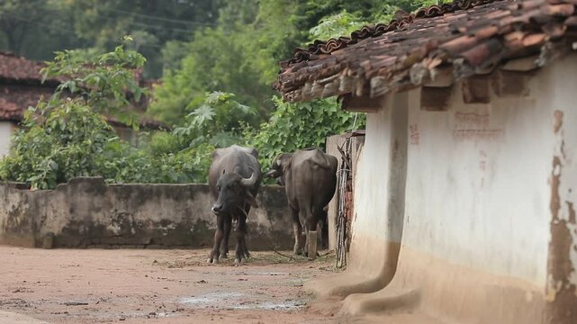 Rural Life Scene with Buffaloes and Mud Houses in Indian Countryside.