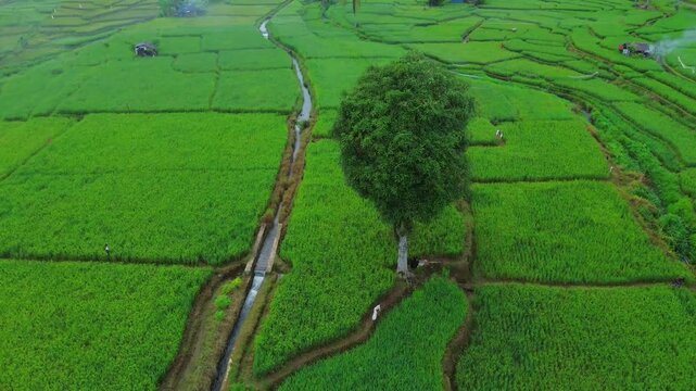 Aerial view of Taba Tembilang rice fields with lush green crops, irrigation channels, and a small hut in Arga Makmur, Bengkulu, Indonesia.
