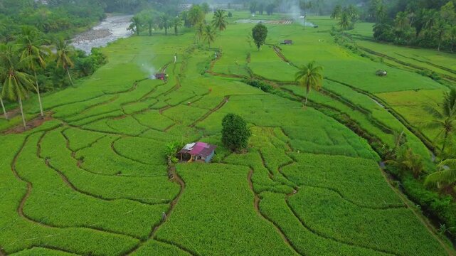 Aerial view of Taba Tembilang rice terraces with lush green paddies, palm trees, and a small hut in Arga Makmur, Bengkulu, Indonesia.
