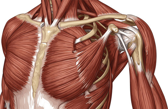 Anatomical vector diagram displaying human shoulder complex musculature pectoralis major clavicle bone and deep rotator cuff ligaments