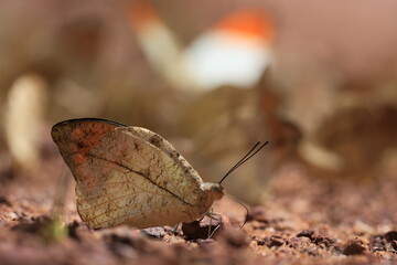 Naklejka premium Hebomoia glaucippe (Great Orange Tip) ,is a butterfly belonging to the family Pieridae, that is the yellows and whites. Pang Sida National Park in Sa Kaeo Province, Thailand.