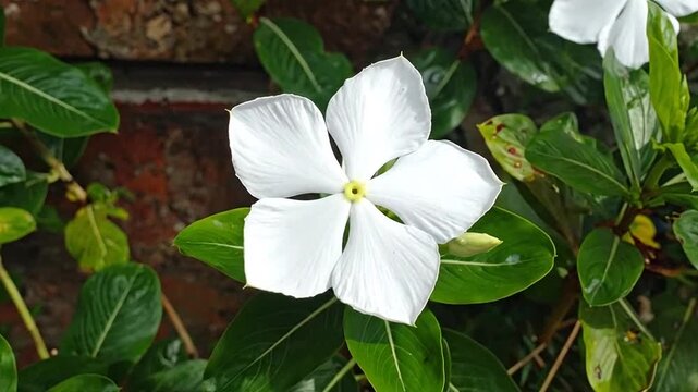 A blooming white periwinkle flower in a lush green garden
