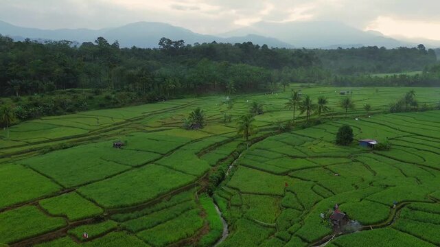 Aerial view of Taba Tembilang rice paddies with lush green terraces, palm trees, and small huts under an overcast sky in Arga Makmur, Bengkulu, Indonesia.