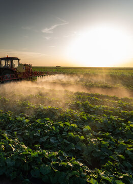 A tractor spraying soil and vegetable in a field.