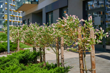 Obraz premium Beautiful row of trees with pink flowers in a modern urban environment. Landscaping design in the city.