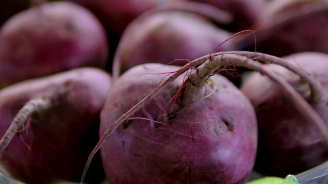young beets. Bucket with young fresh beets on grey background. dig up beets to harvest