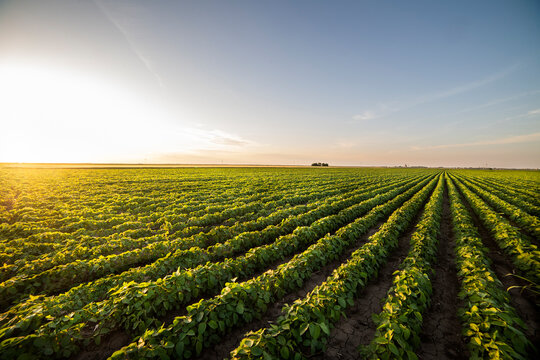 Sunset On Farm Field With Rows of Soybean Crop.