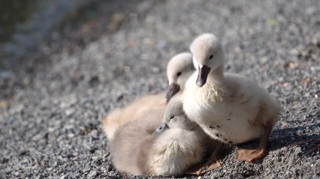 Close up of fluffy baby ducklings or cygnets resting on a rocky shore near Walensee lake in Walenstadt, Switzerland.