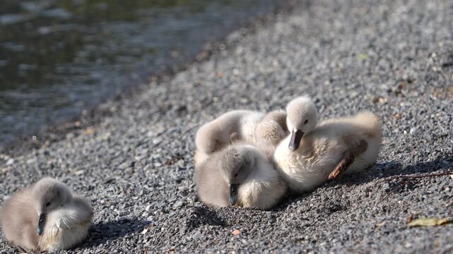 Close up footage of fluffy baby swans cygnets huddled together resting on a sandy gravel shore beside calm water in a natural outdoor setting.