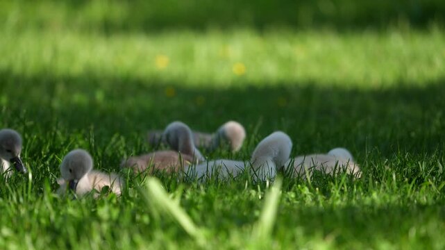 Close up of young ducks resting and walking on green grass near the shore of Walensee lake in Walenstadt, Switzerland.