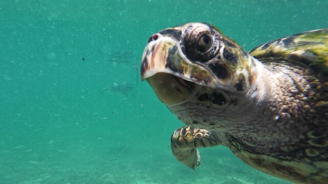 handheld underwater shot of big curious sea turtle approaching the camera, followed by other turtles gliding through a pristine marine habitat.
