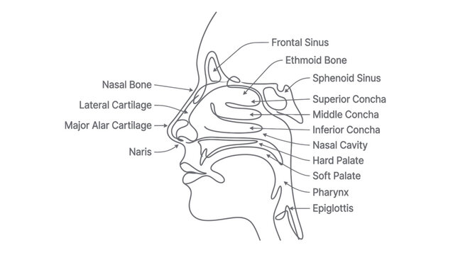 Human nose anatomy labeled diagram.