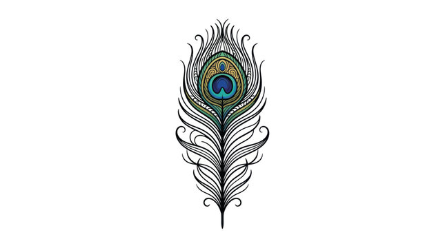 Peacock feather close up detail.