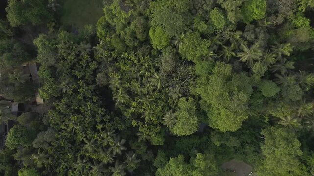 Daylight outdoor aerial drone movement shot from the thick cover of tall trees nestled among houses to green paddy fields during a harvest season, in the Kokan region in the summer season, India 